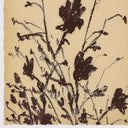 Meadow Rue Set By Shaina Page