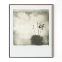 Yucca By Darden Smith