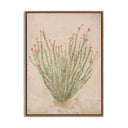 Ocotillo By Paul Meyer