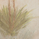 Yucca By Paul Meyer