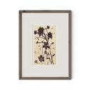 Meadow Rue No.2 By Shaina Page