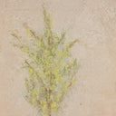 Desert Flora Triptych By Paul Meyer