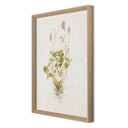 Oxalis Debilis No. 1 By Laurel-Dawn Latshaw