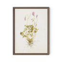 Oxalis Debilis No. 1 By Laurel-Dawn Latshaw