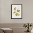 Oxalis Debilis No. 2 By Laurel-Dawn Latshaw
