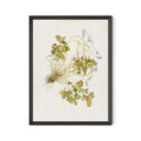 Oxalis Debilis No. 2 By Laurel-Dawn Latshaw