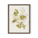 Oxalis Debilis No. 2 By Laurel-Dawn Latshaw