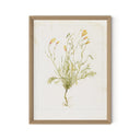 Papaveraceae No. 1 By Laurel-Dawn Latshaw