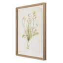 Papaveraceae No. 1 By Laurel-Dawn Latshaw