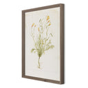 Papaveraceae No. 1 By Laurel-Dawn Latshaw