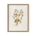 Viola No. 2 By Laurel-Dawn Latshaw