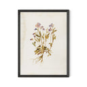 Viola No. 2 By Laurel-Dawn Latshaw