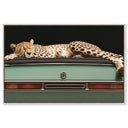 Sleepy Cadi Cheetah