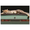 Sleepy Cadi Cheetah