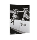 Convertible Feline II