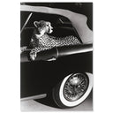 Convertible Feline I