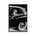 Convertible Feline I