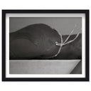Umbral Curve