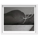 Umbral Curve