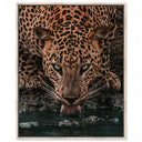 Water Drinking Feline
