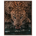 Water Drinking Feline