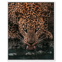 Water Drinking Feline