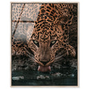 Water Drinking Feline