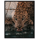 Water Drinking Feline