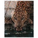 Water Drinking Feline
