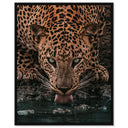 Water Drinking Feline