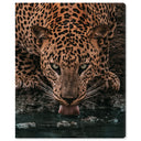 Water Drinking Feline