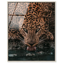 Water Drinking Feline