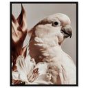 Pale Cockatoo I