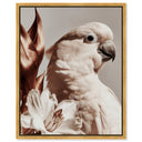 Pale Cockatoo I