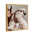 Pale Cockatoo I