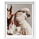Pale Cockatoo I