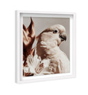 Pale Cockatoo I
