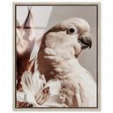 Pale Cockatoo I