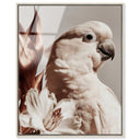 Pale Cockatoo I