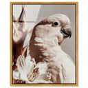 Pale Cockatoo I