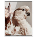 Pale Cockatoo I