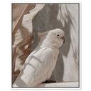 Pale Cockatoo III