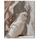 Pale Cockatoo III