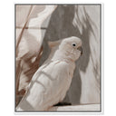 Pale Cockatoo III