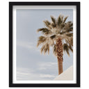 Monotone Tropics II