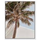 Monotone Tropics I