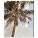 Monotone Tropics I