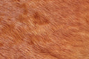 Bartlett COWHD Exotic/Light