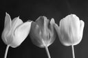Spring Canva (Open Box)