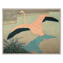 Psittacus Sulphurius, Flamingo